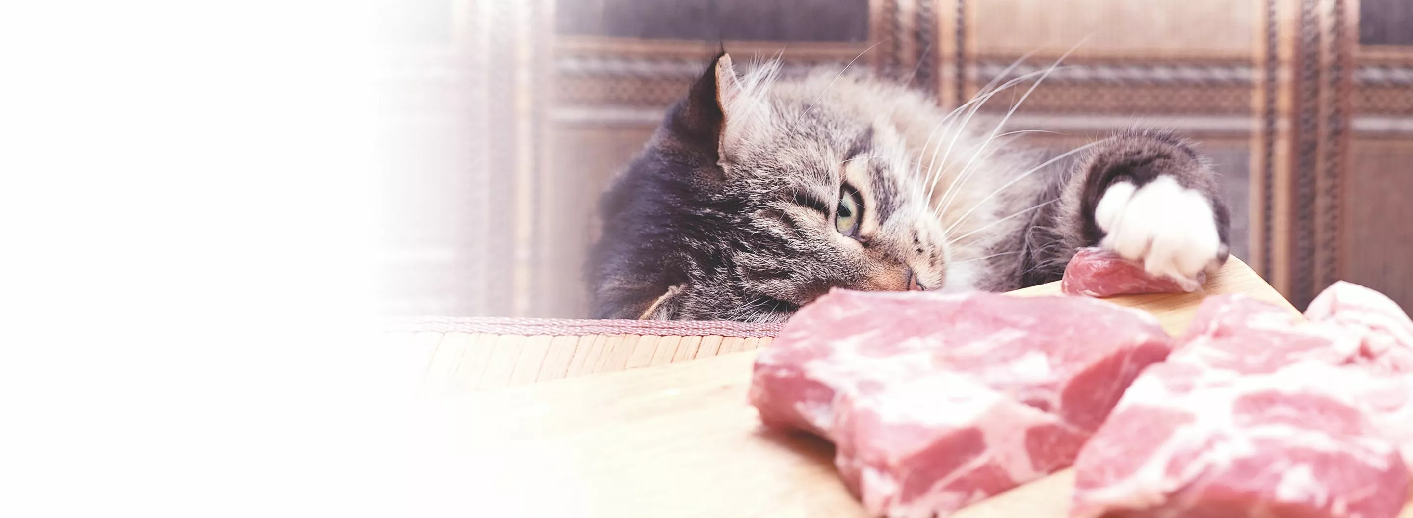 Kedi mamasında optimum et miktarı