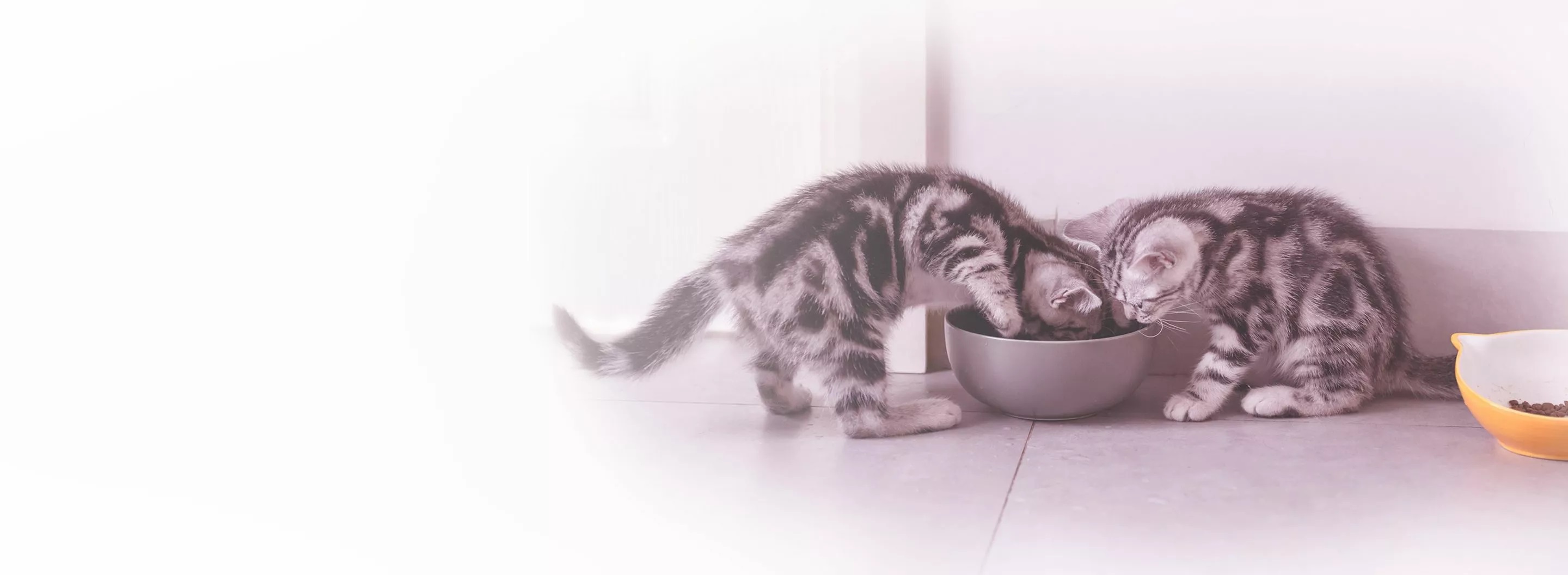 Yavru kedilerin beslenmesi